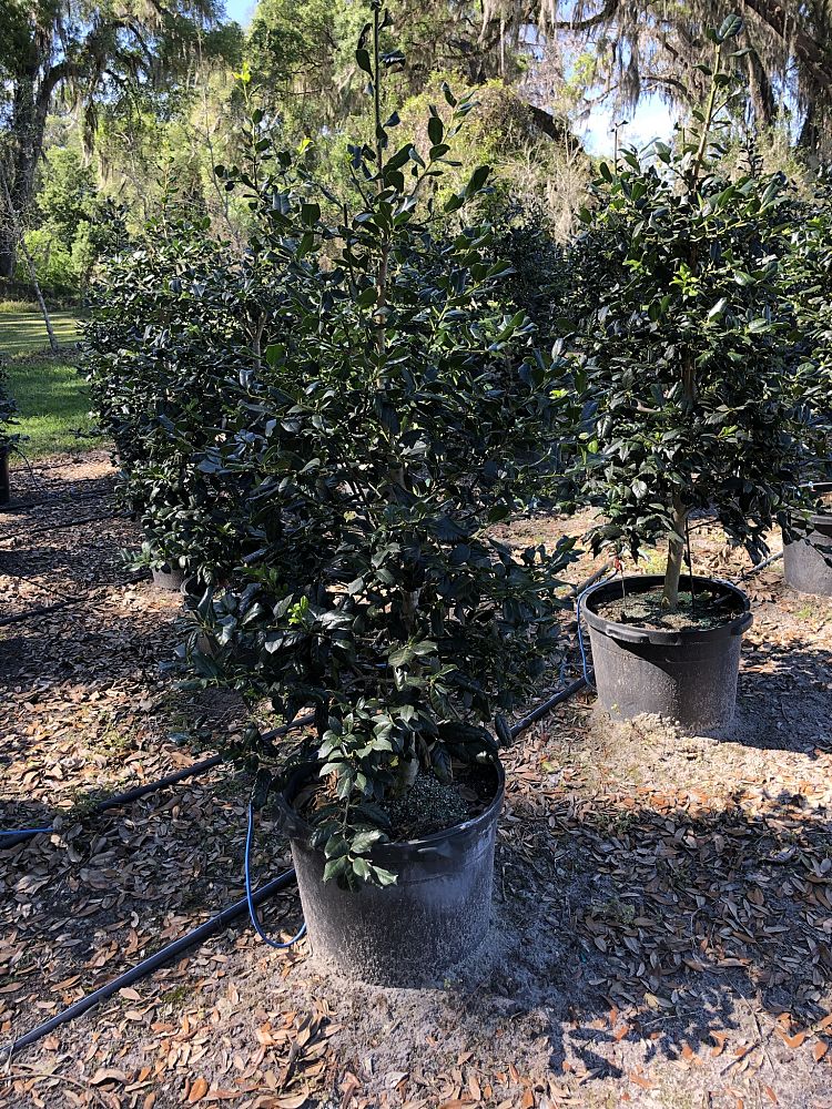 ilex-nellie-r-stevens-holly