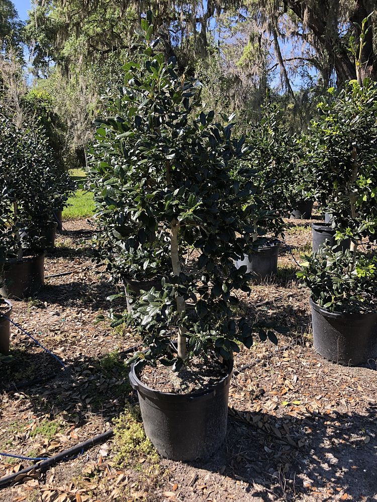 ilex-nellie-r-stevens-holly
