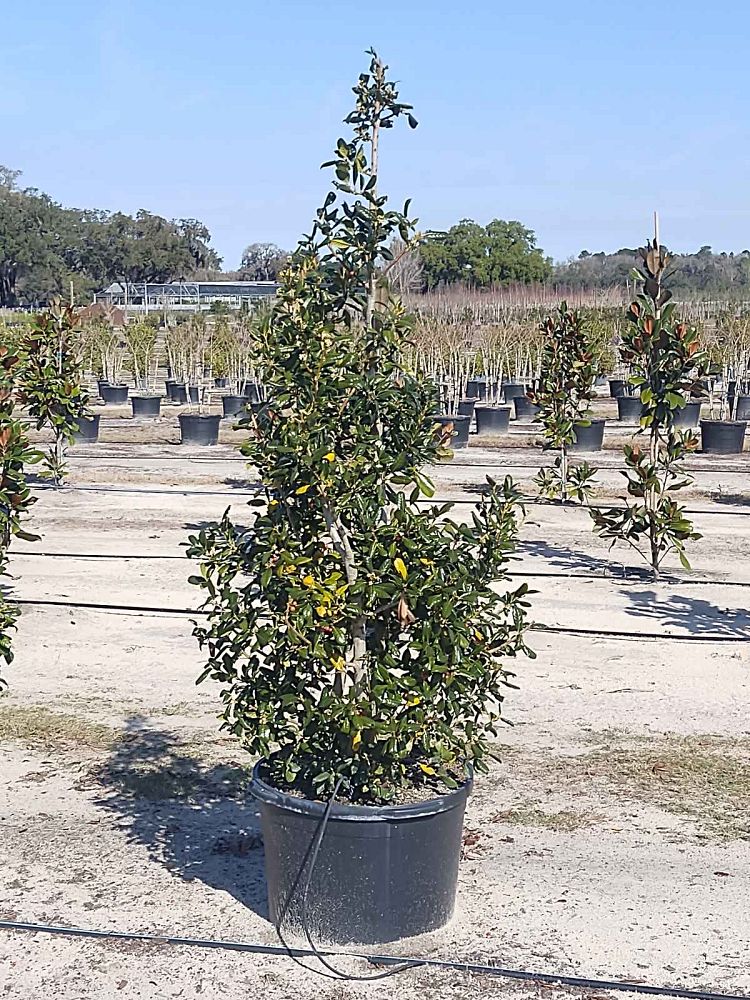 ilex-nellie-r-stevens-holly