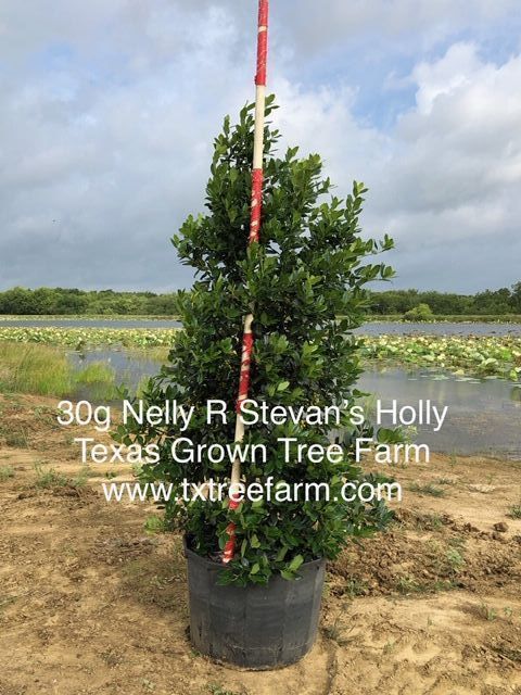 ilex-nellie-r-stevens-holly