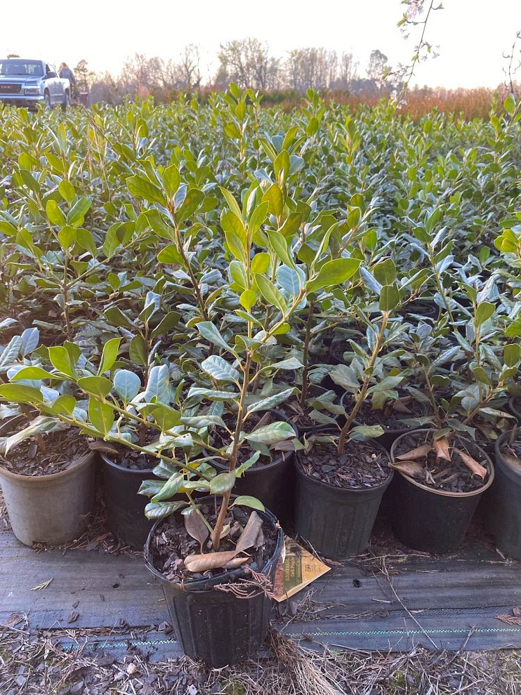 ilex-nellie-r-stevens-holly