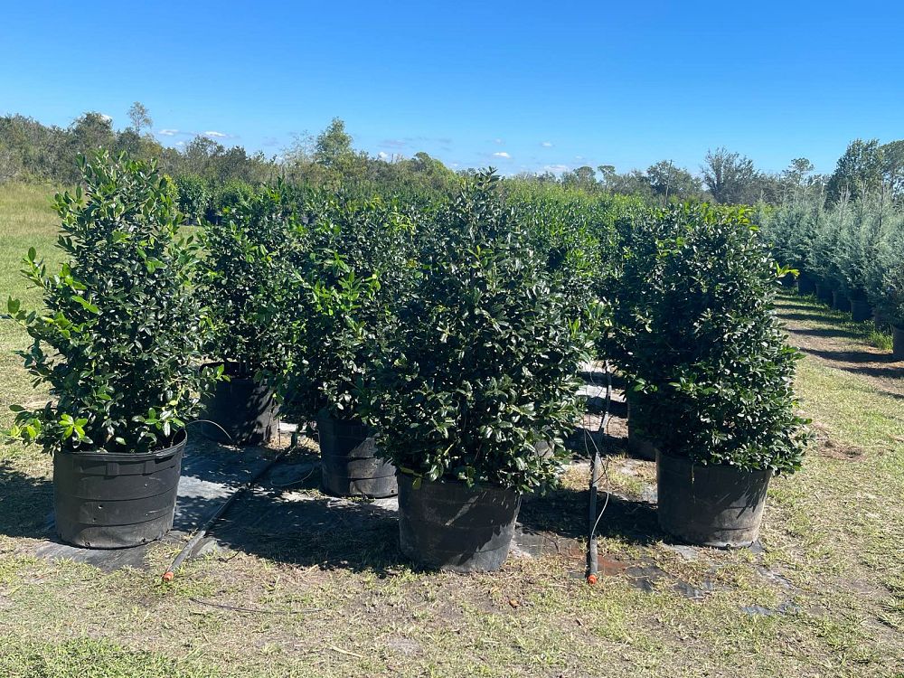ilex-nellie-r-stevens-holly