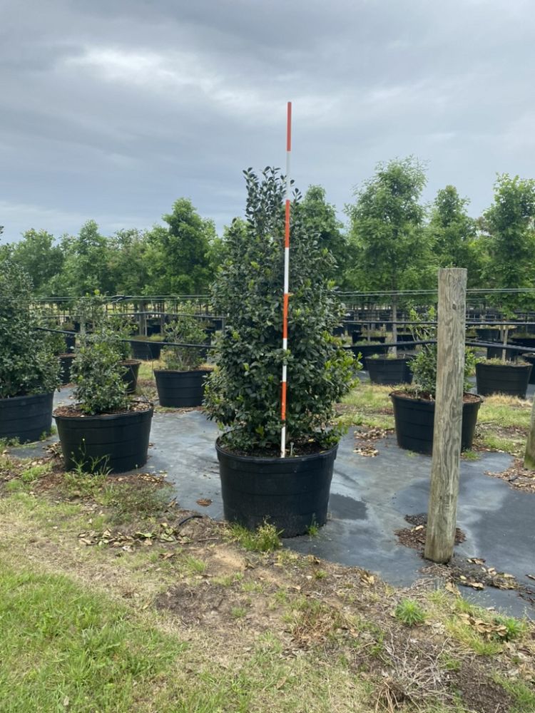 ilex-nellie-r-stevens-holly