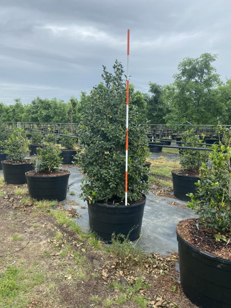 ilex-nellie-r-stevens-holly