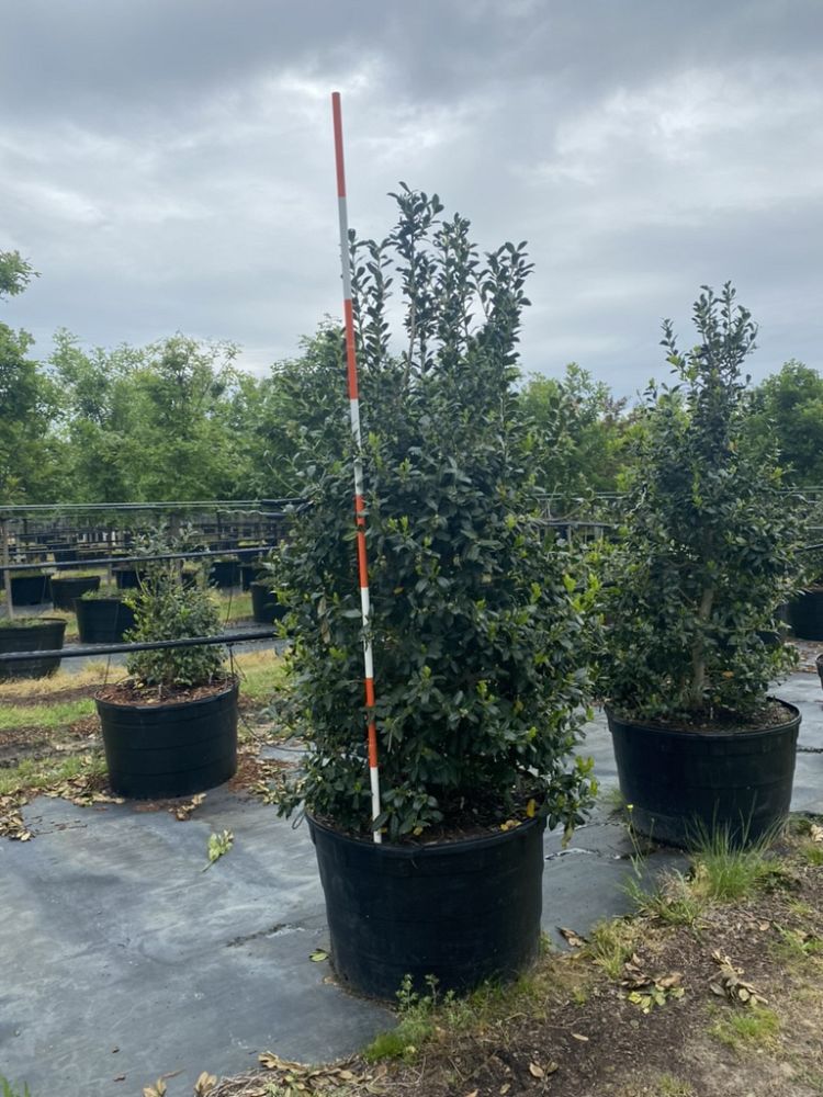ilex-nellie-r-stevens-holly