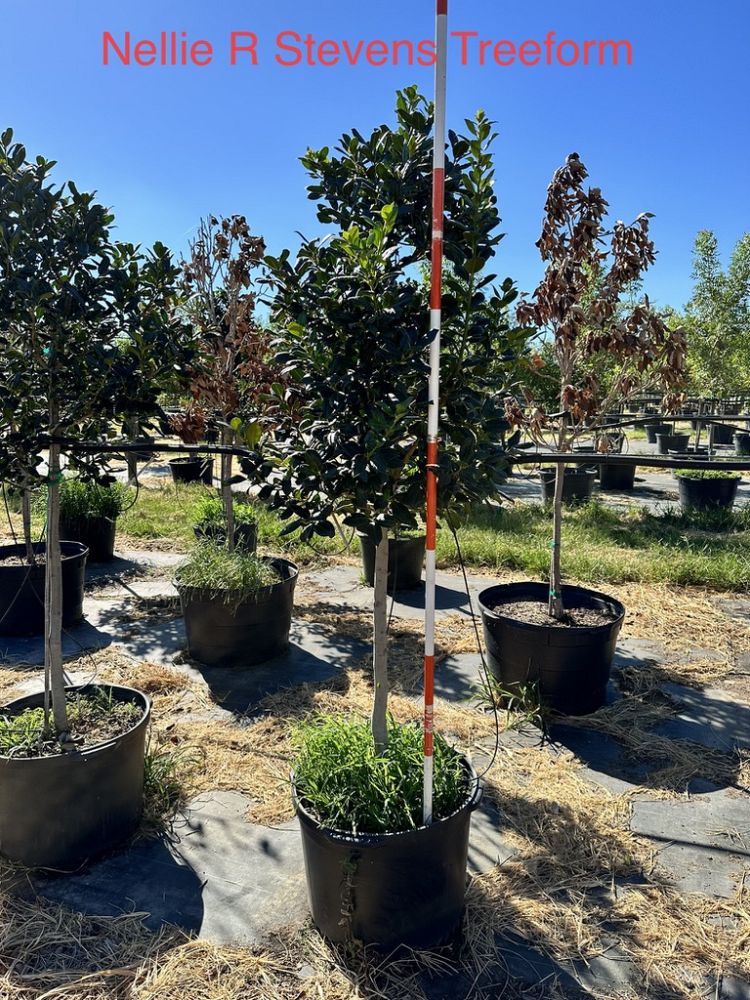 ilex-nellie-r-stevens-holly