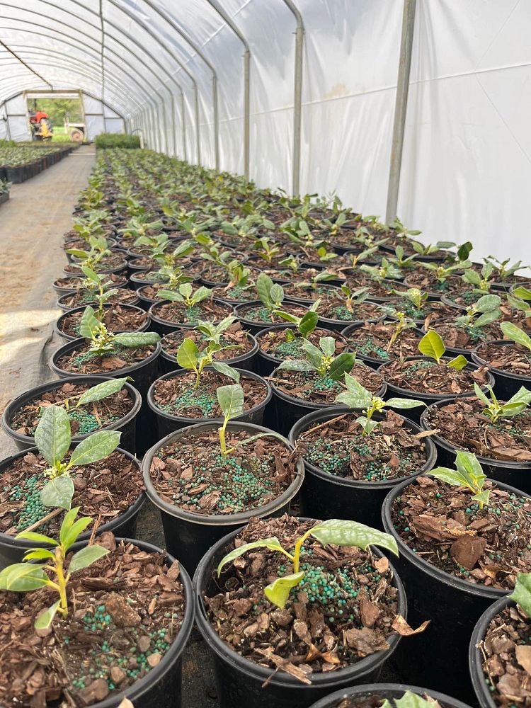 ilex-nellie-r-stevens-holly