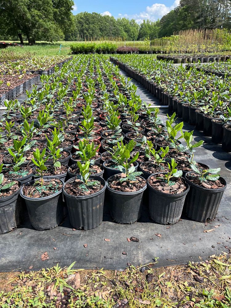 ilex-nellie-r-stevens-holly