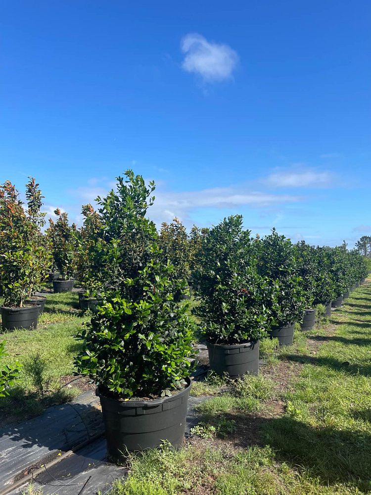 ilex-nellie-r-stevens-holly
