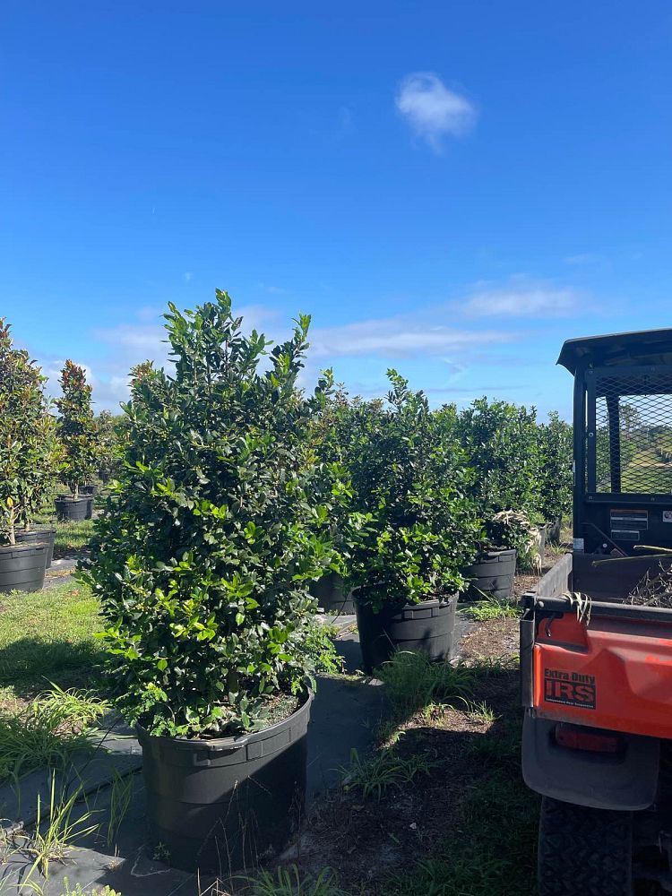ilex-nellie-r-stevens-holly
