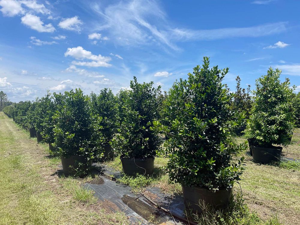 ilex-nellie-r-stevens-holly