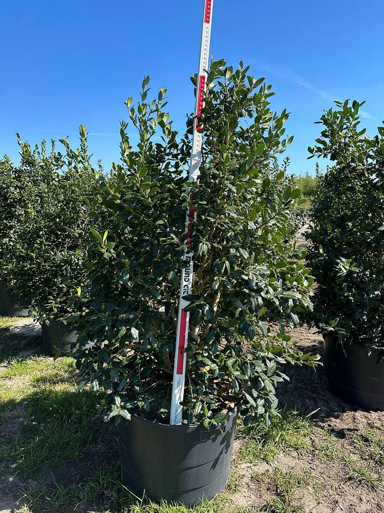 ilex-nellie-r-stevens-holly