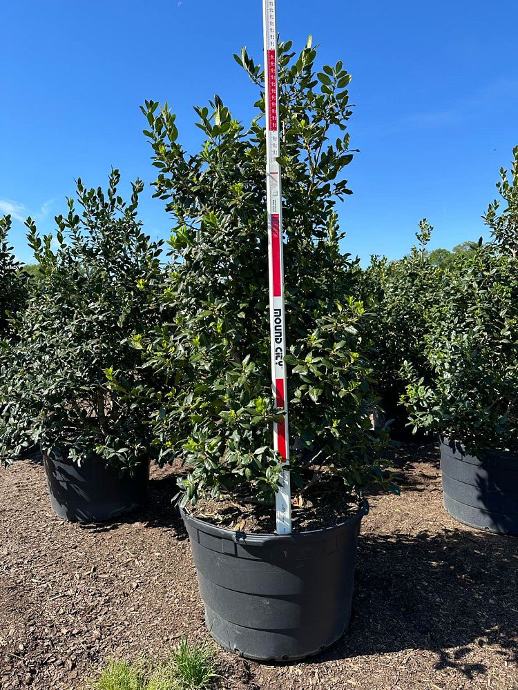 ilex-nellie-r-stevens-holly