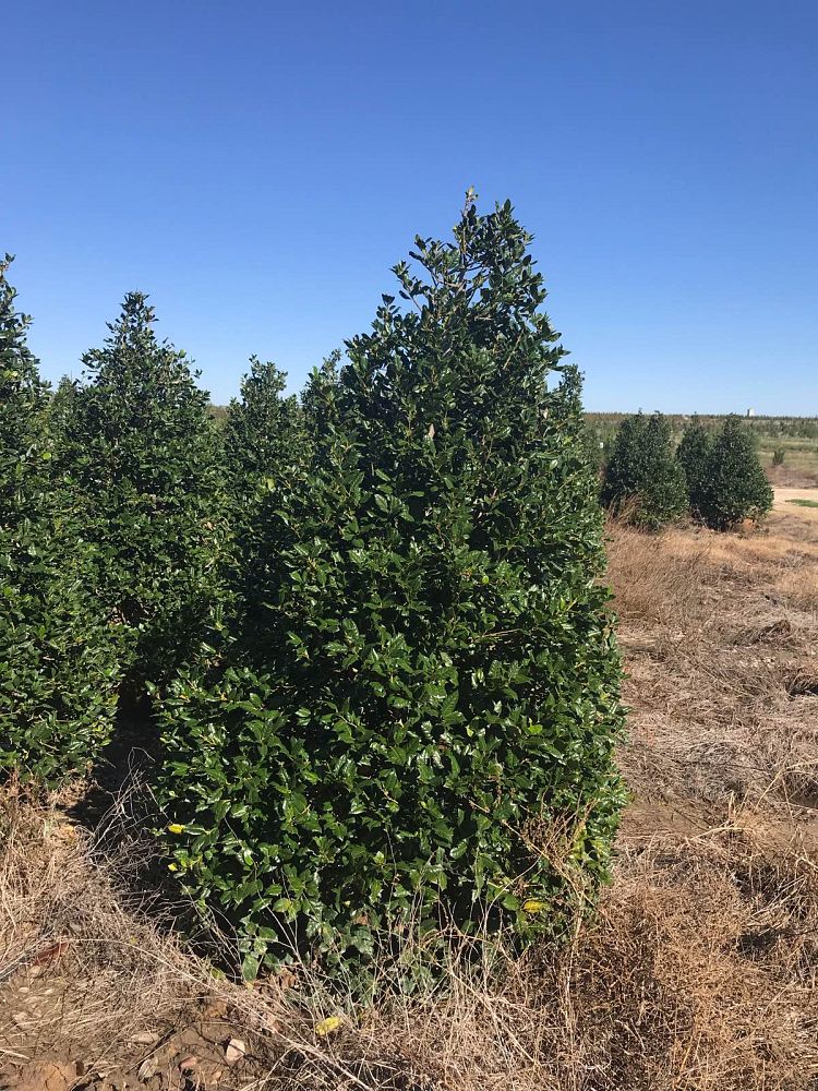 ilex-nellie-r-stevens-holly