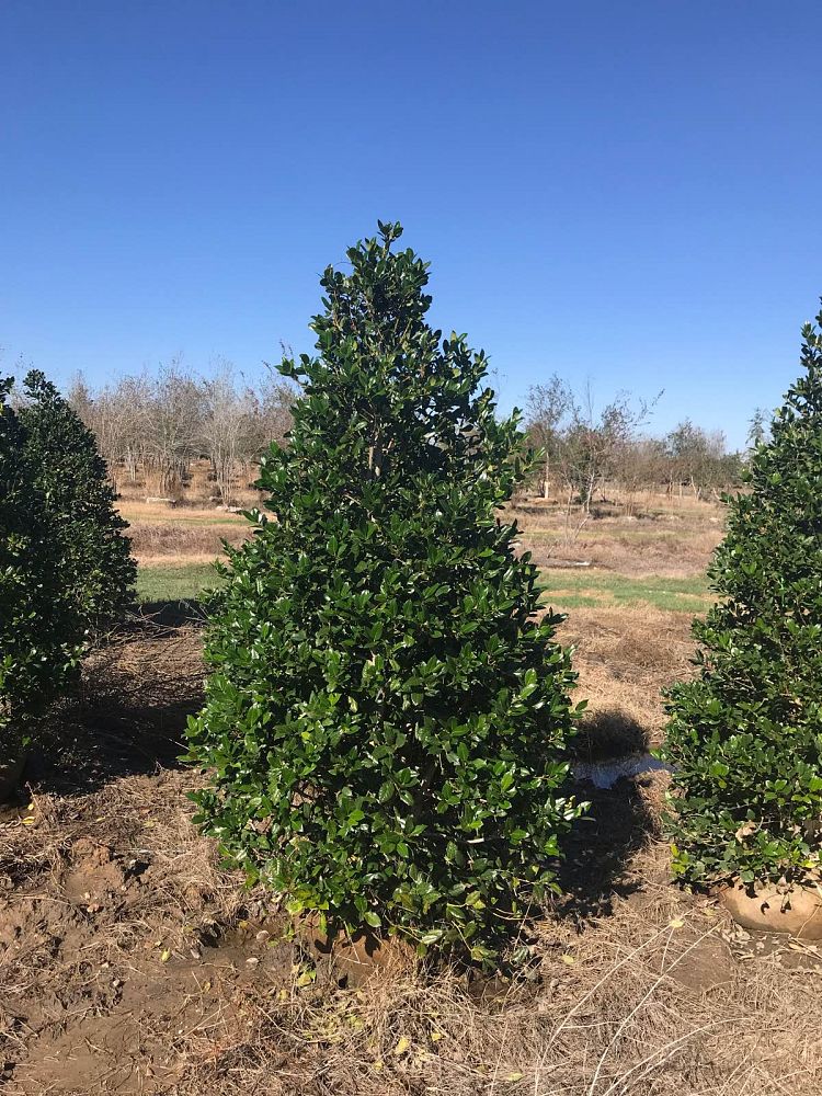 ilex-nellie-r-stevens-holly
