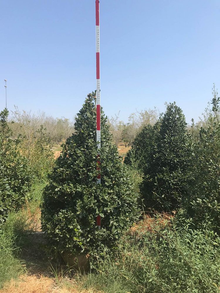ilex-nellie-r-stevens-holly