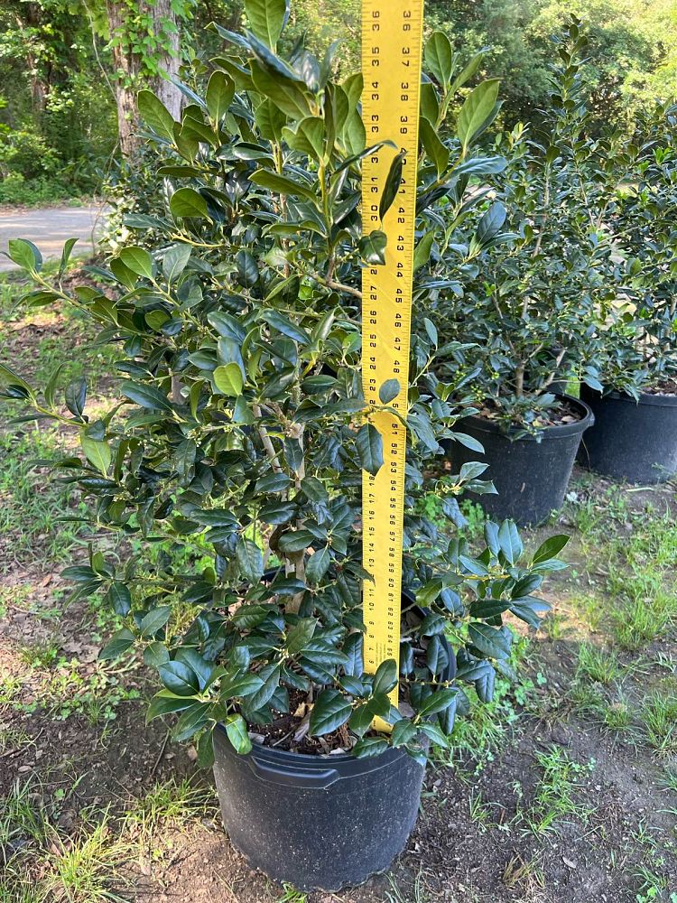 ilex-nellie-r-stevens-holly