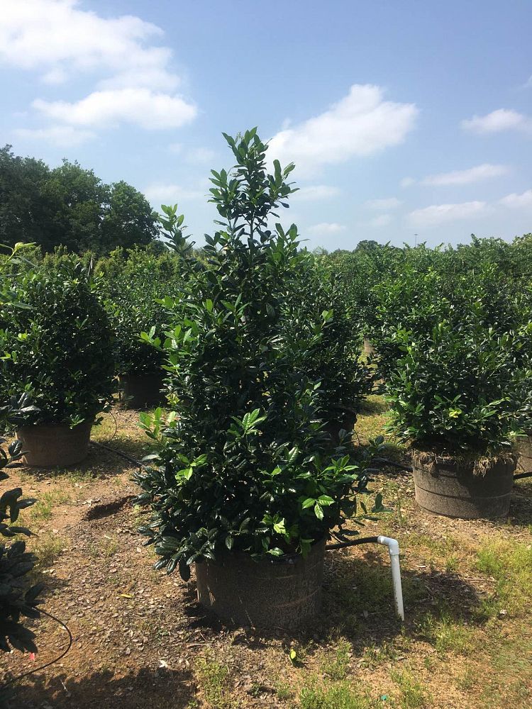 ilex-nellie-r-stevens-holly