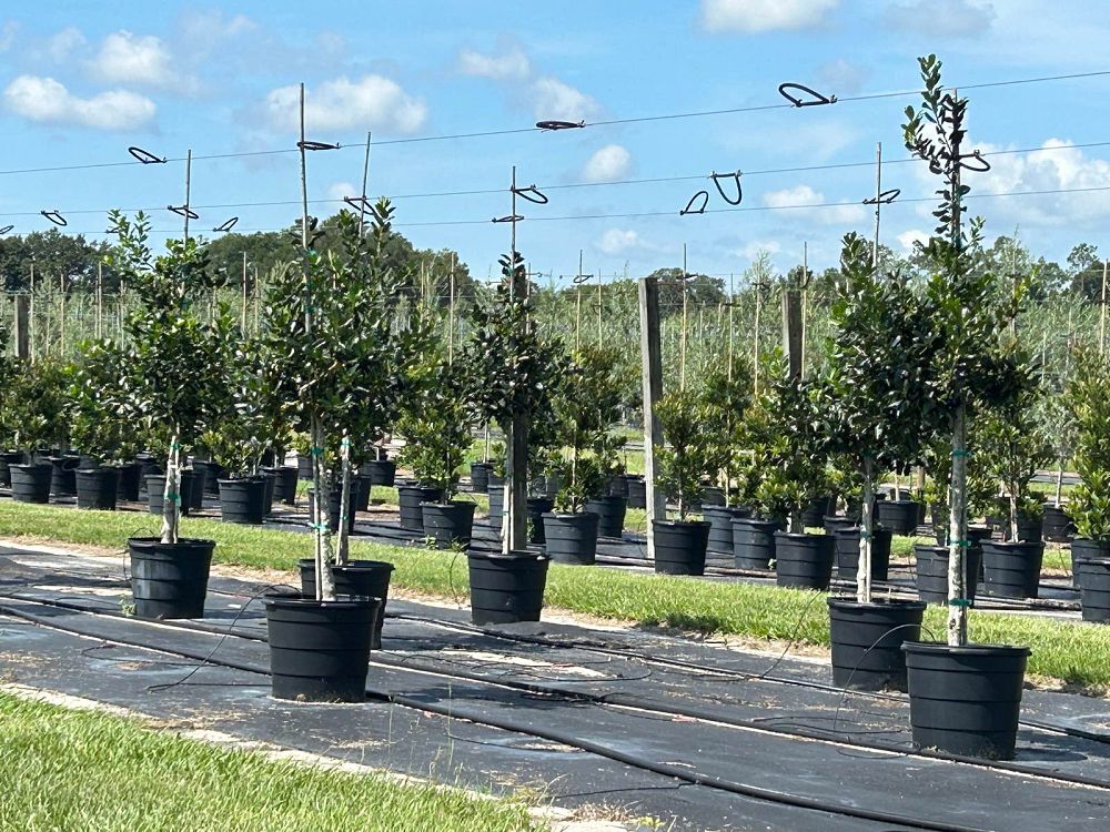 ilex-nellie-r-stevens-holly
