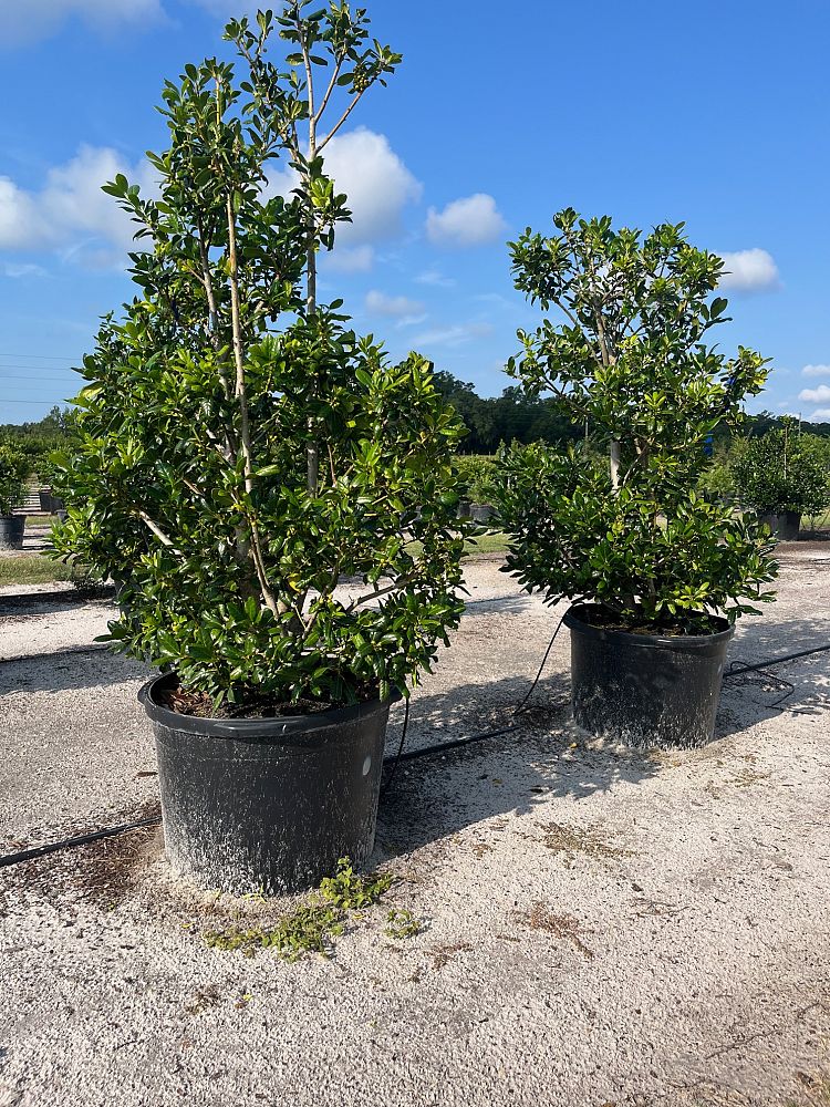 ilex-nellie-r-stevens-holly