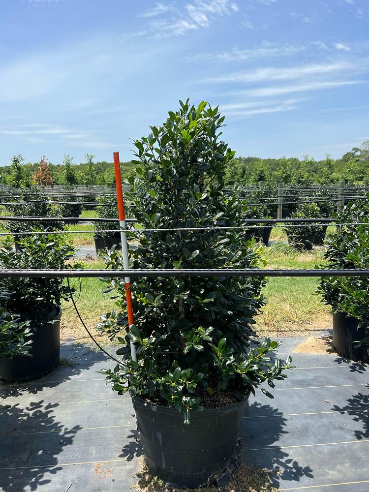ilex-nellie-r-stevens-holly