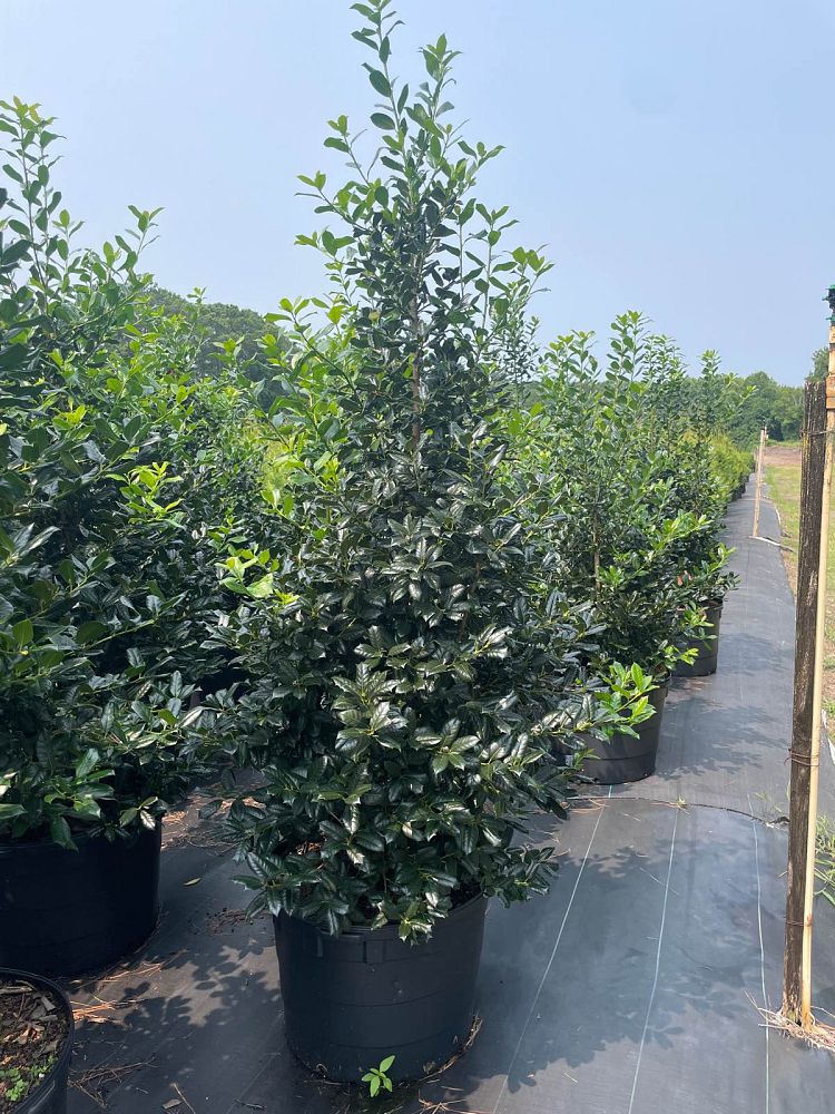 ilex-nellie-r-stevens-holly