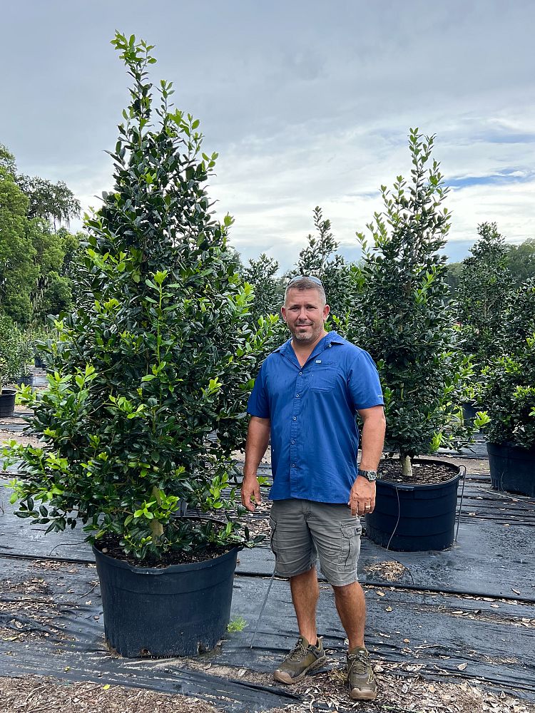 ilex-nellie-r-stevens-holly