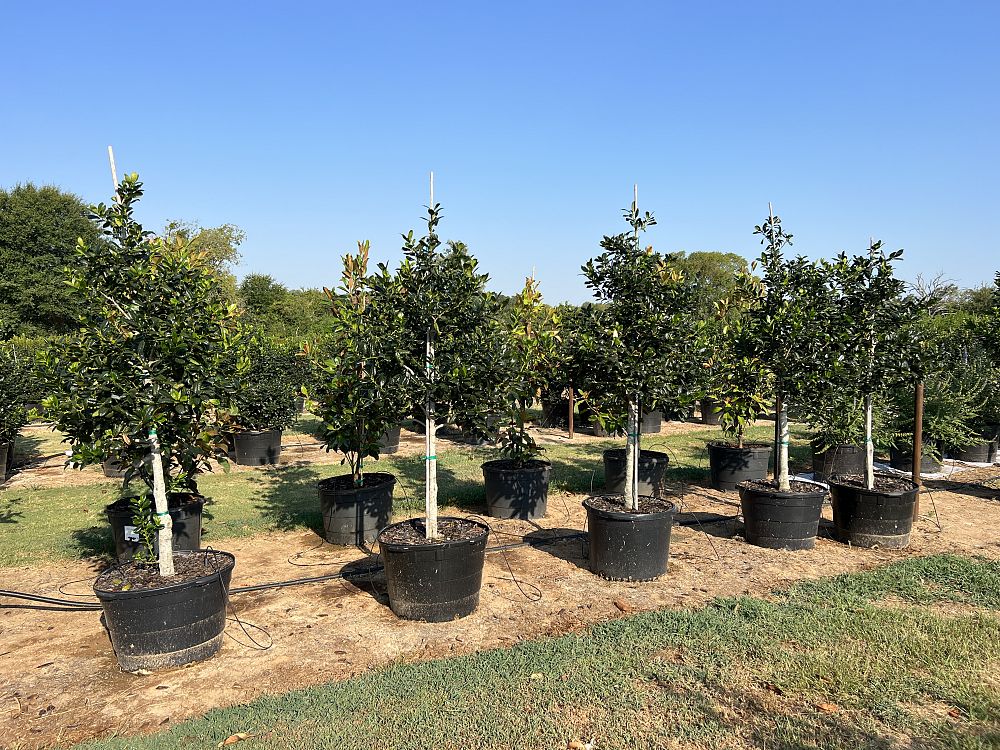 ilex-nellie-r-stevens-holly