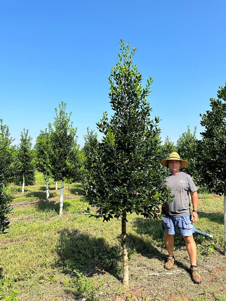 ilex-nellie-r-stevens-holly