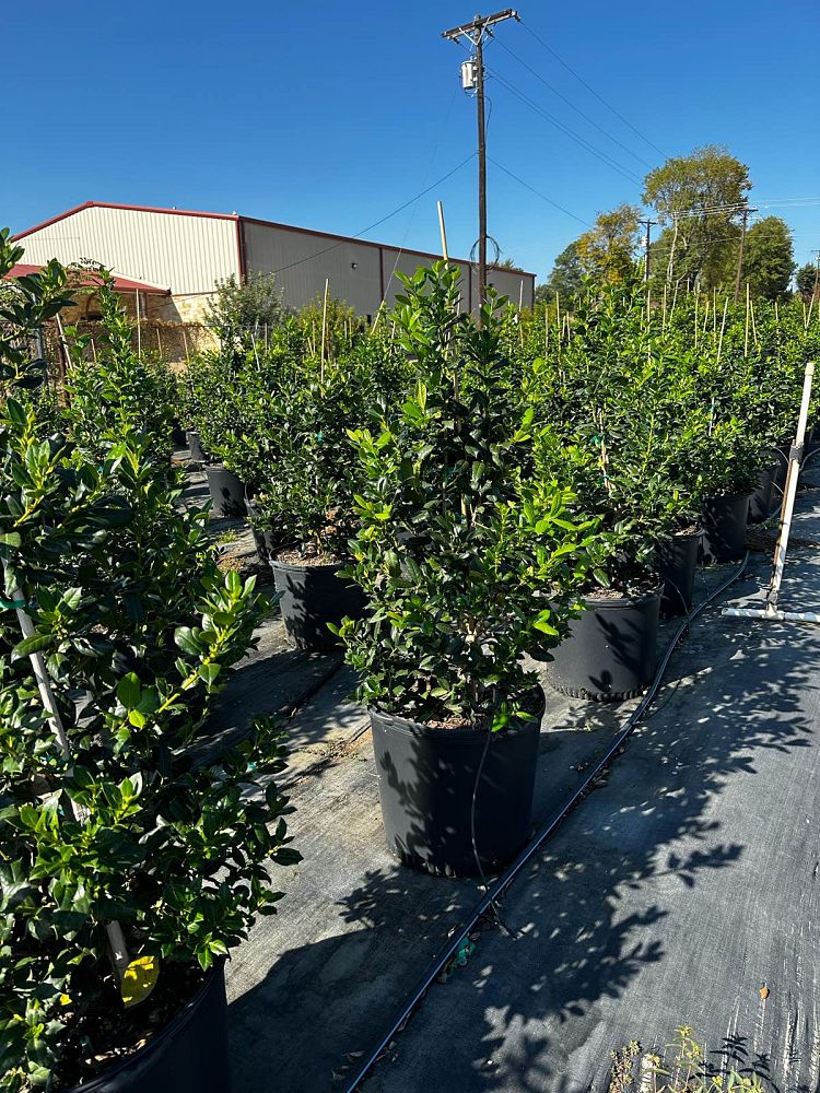 ilex-nellie-r-stevens-holly