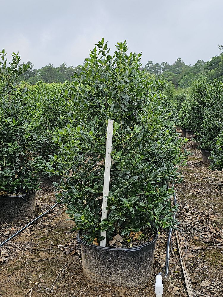 ilex-nellie-r-stevens-holly