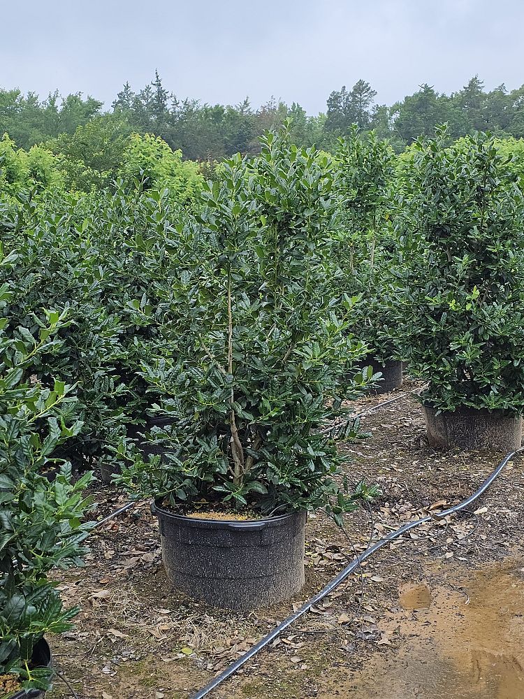 ilex-nellie-r-stevens-holly