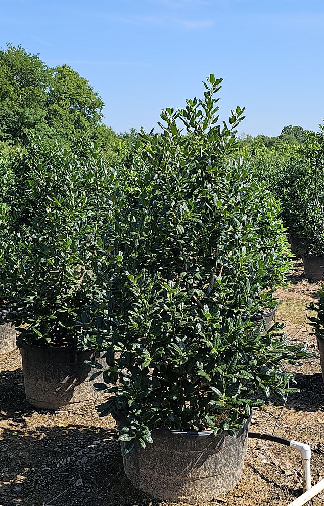 ilex-nellie-r-stevens-holly