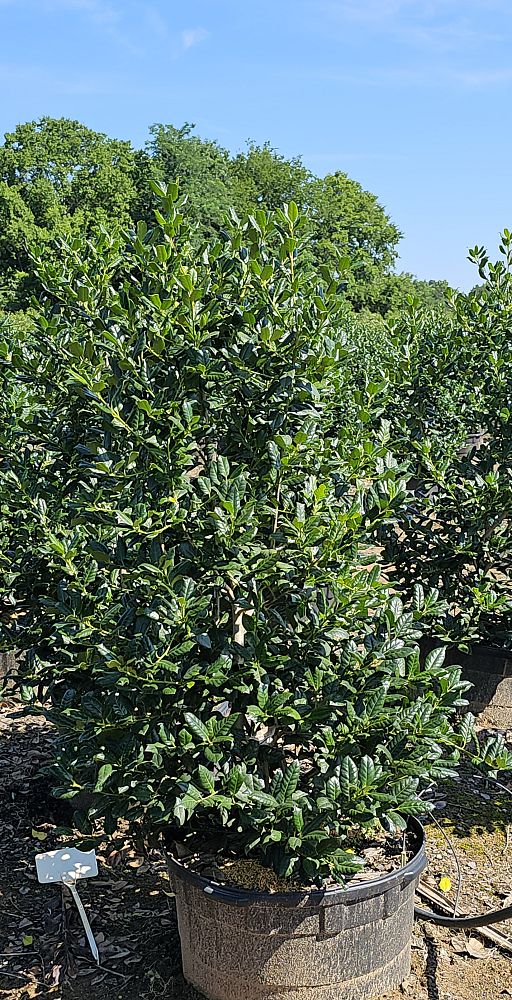 ilex-nellie-r-stevens-holly