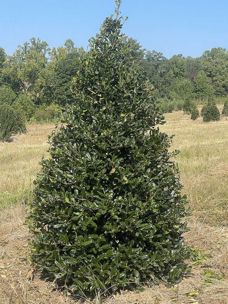 ilex-nellie-r-stevens-holly