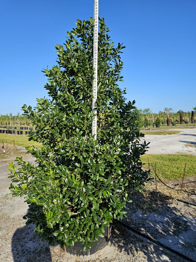 ilex-nellie-r-stevens-holly