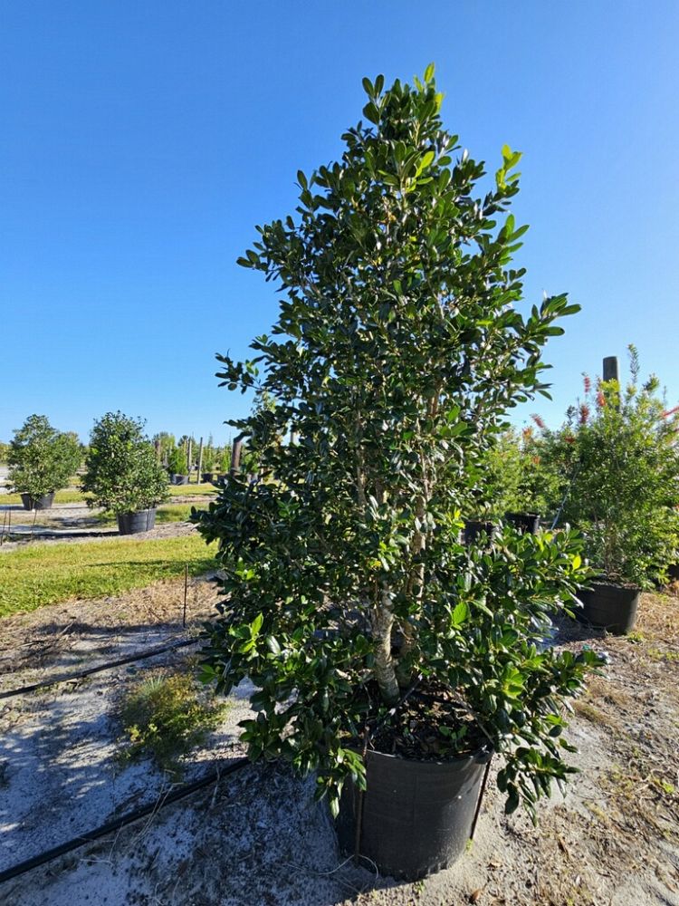 ilex-nellie-r-stevens-holly