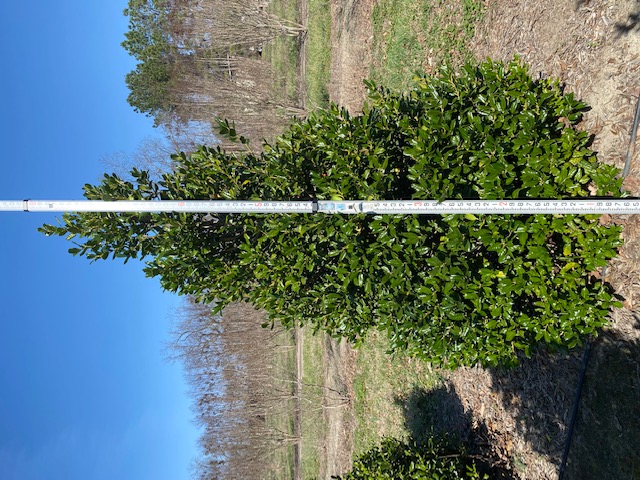 ilex-nellie-r-stevens-holly