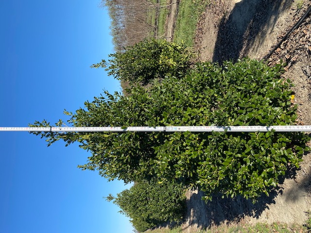 ilex-nellie-r-stevens-holly