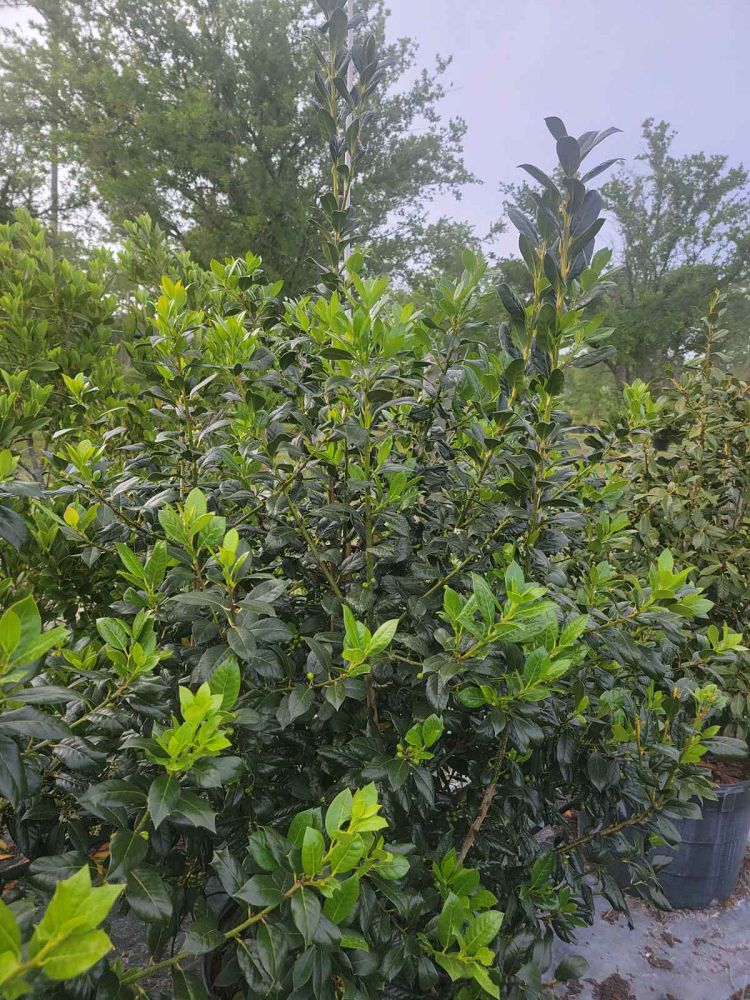ilex-nellie-r-stevens-holly