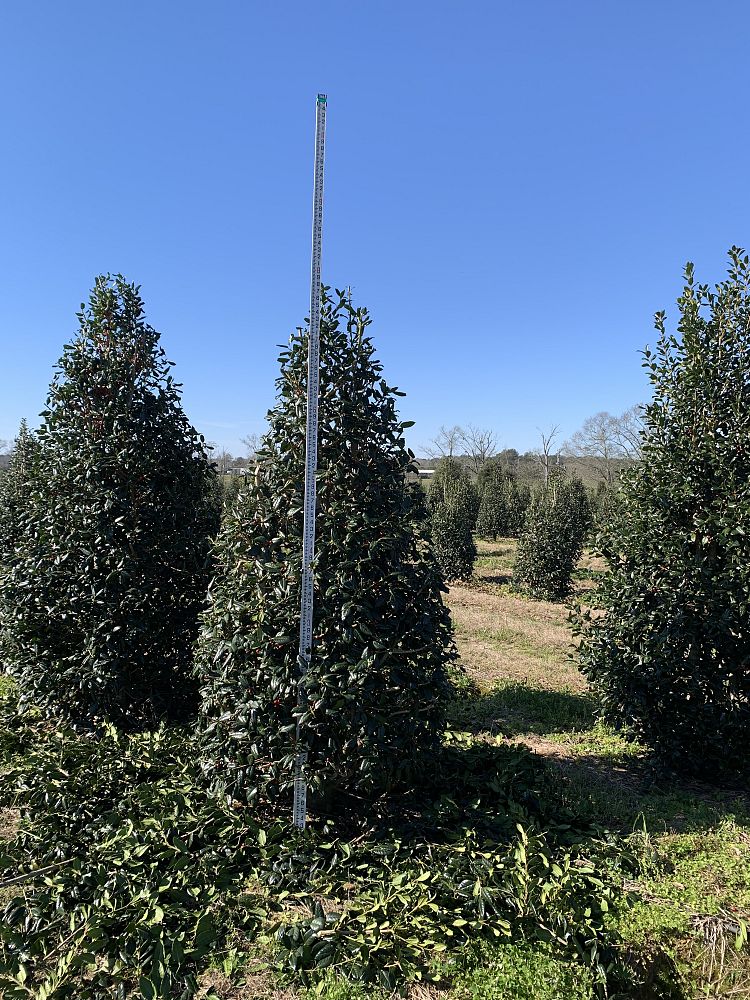 ilex-nellie-r-stevens-holly