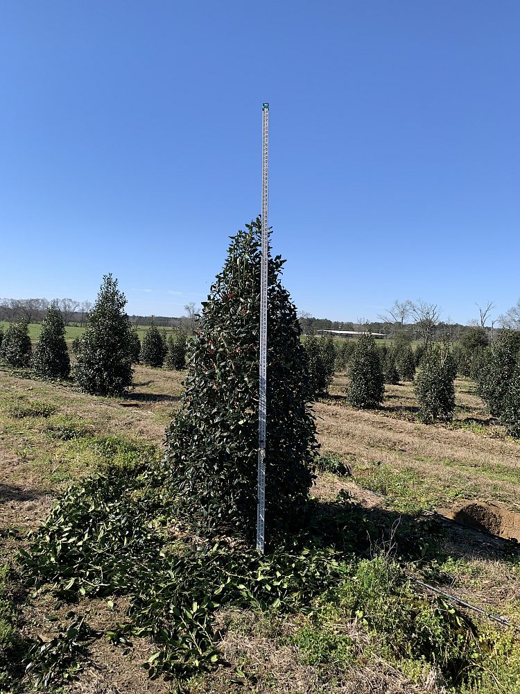 ilex-nellie-r-stevens-holly