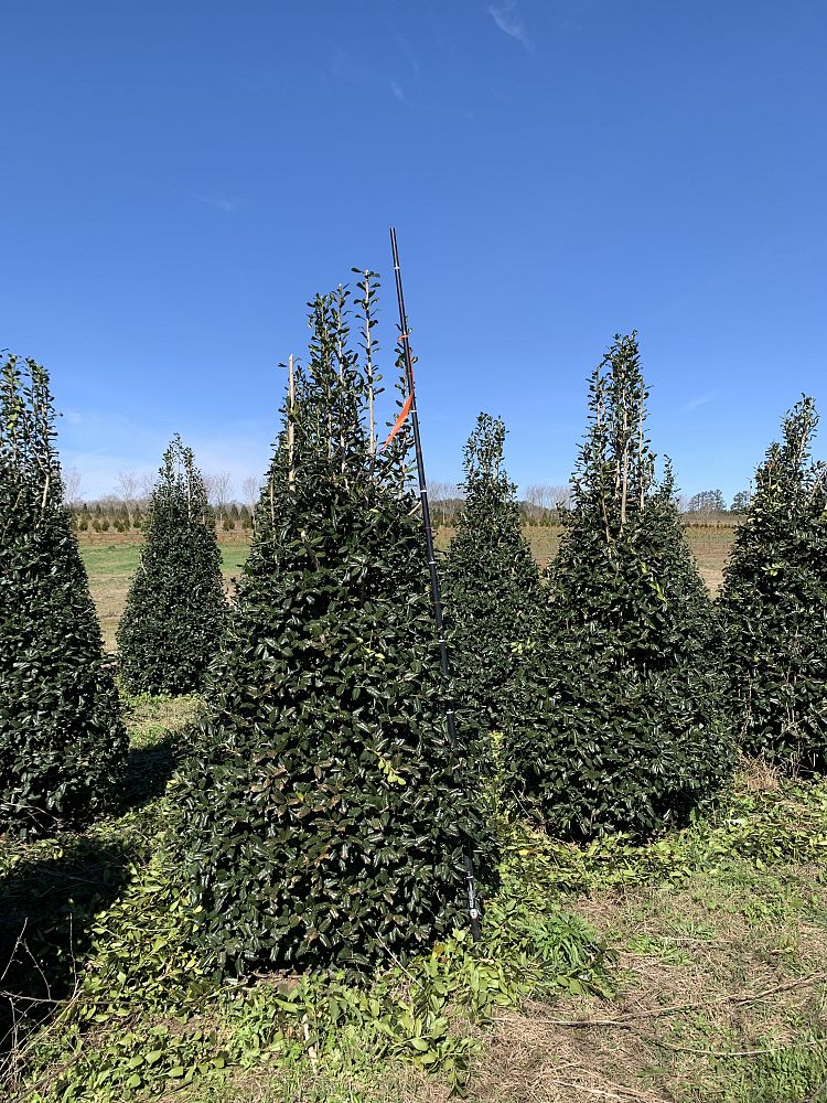 ilex-nellie-r-stevens-holly