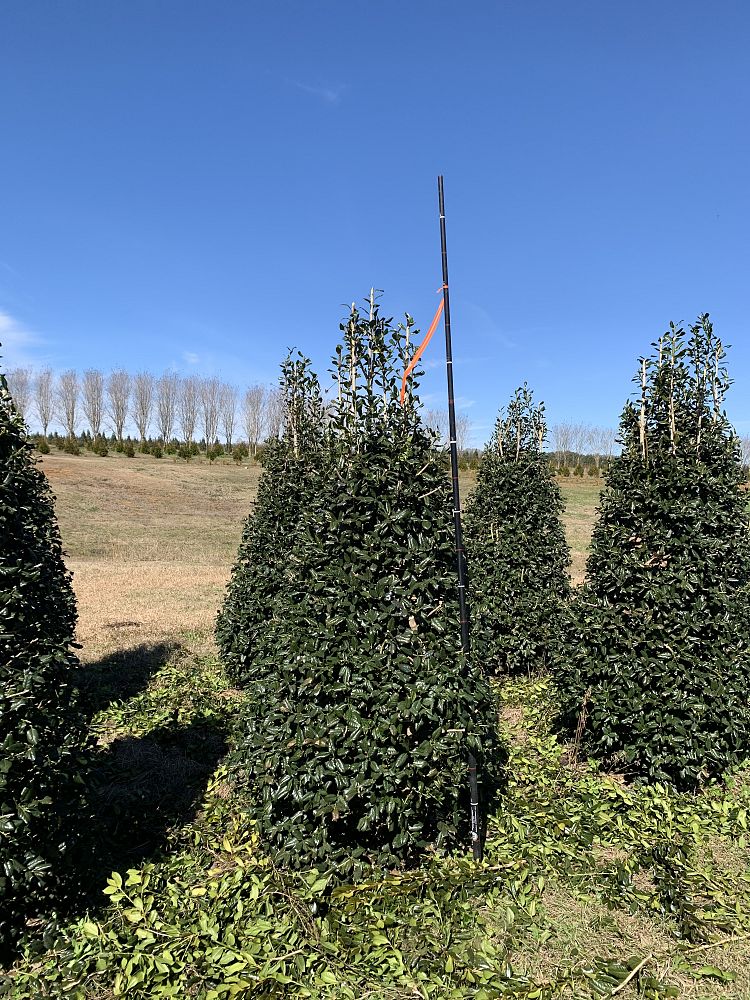 ilex-nellie-r-stevens-holly