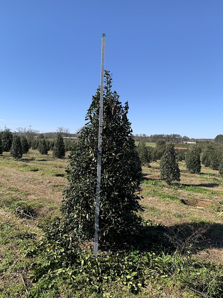 ilex-nellie-r-stevens-holly