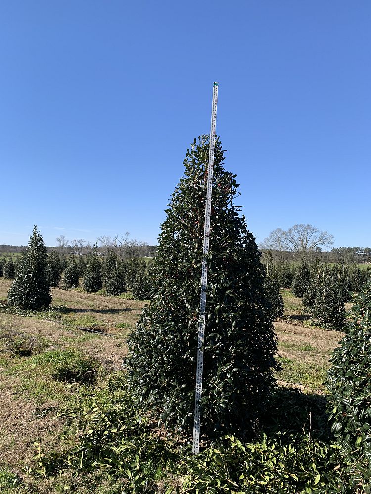 ilex-nellie-r-stevens-holly