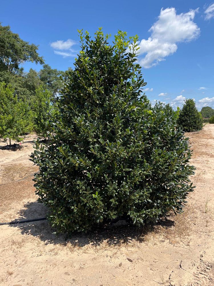 ilex-nellie-r-stevens-holly