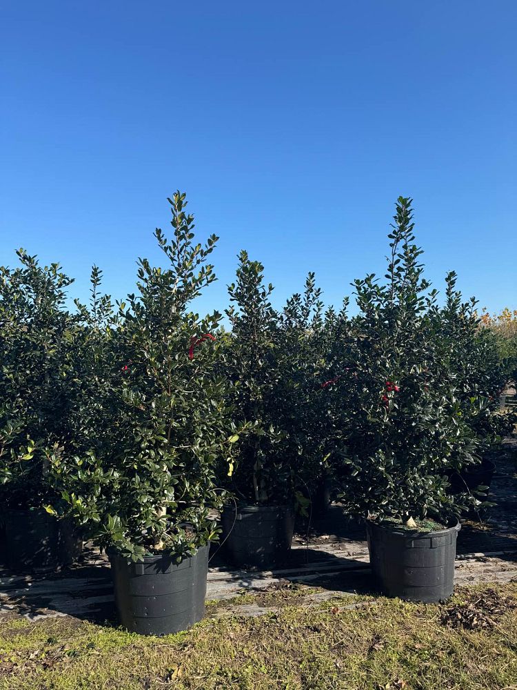 ilex-nellie-r-stevens-holly