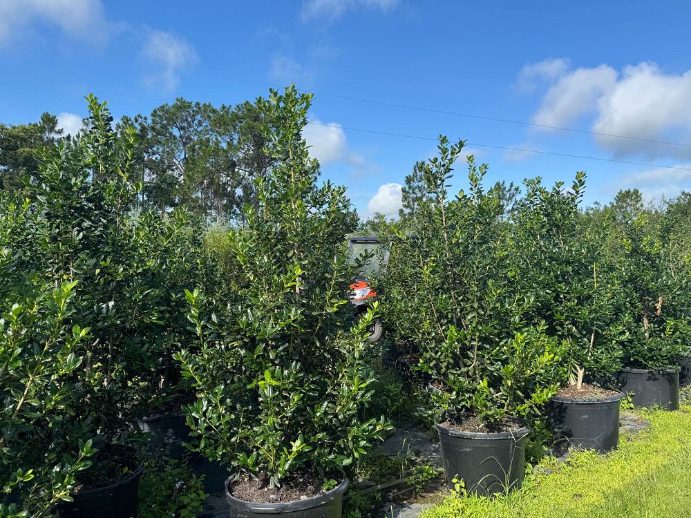 ilex-nellie-r-stevens-holly