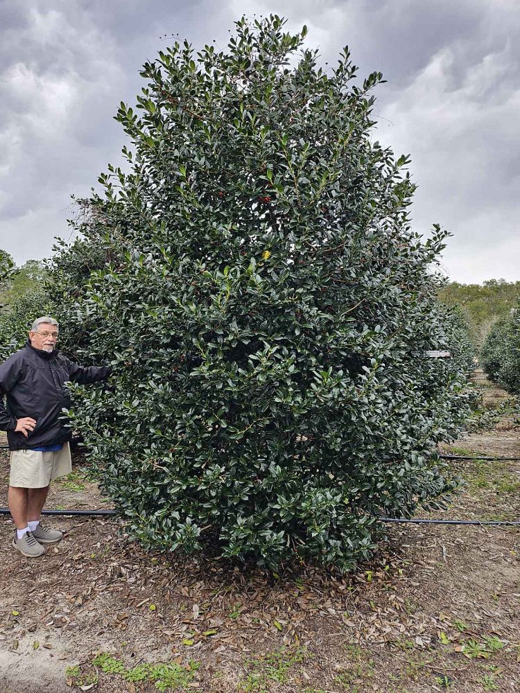 ilex-nellie-r-stevens-holly